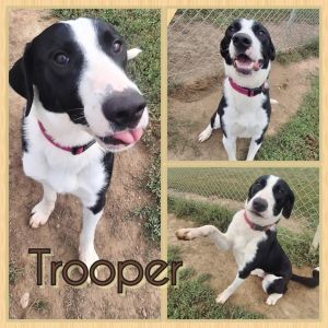 Trooper, Young Male unknown
