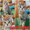 Lady Bird - Silo photo 1