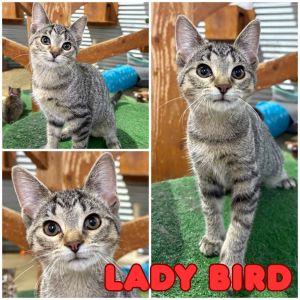 Lady Bird - Silo, Baby Female unknown