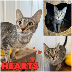 Hearts, Adult Female unknown