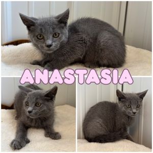Anastasia, Baby Female unknown