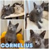Cornelius photo 1