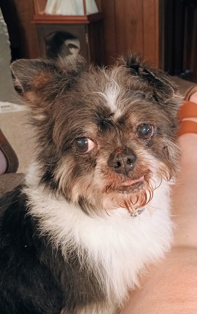 Scruffy - Call for Appt, an adoptable Affenpinscher in Pierceton, IN, 46562 | Photo Image 1
