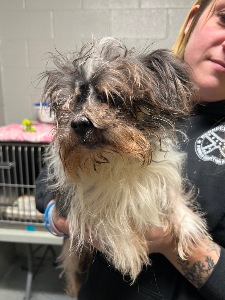 Scruffy - Call for Appt, an adoptable Affenpinscher in Pierceton, IN, 46562 | Photo Image 2