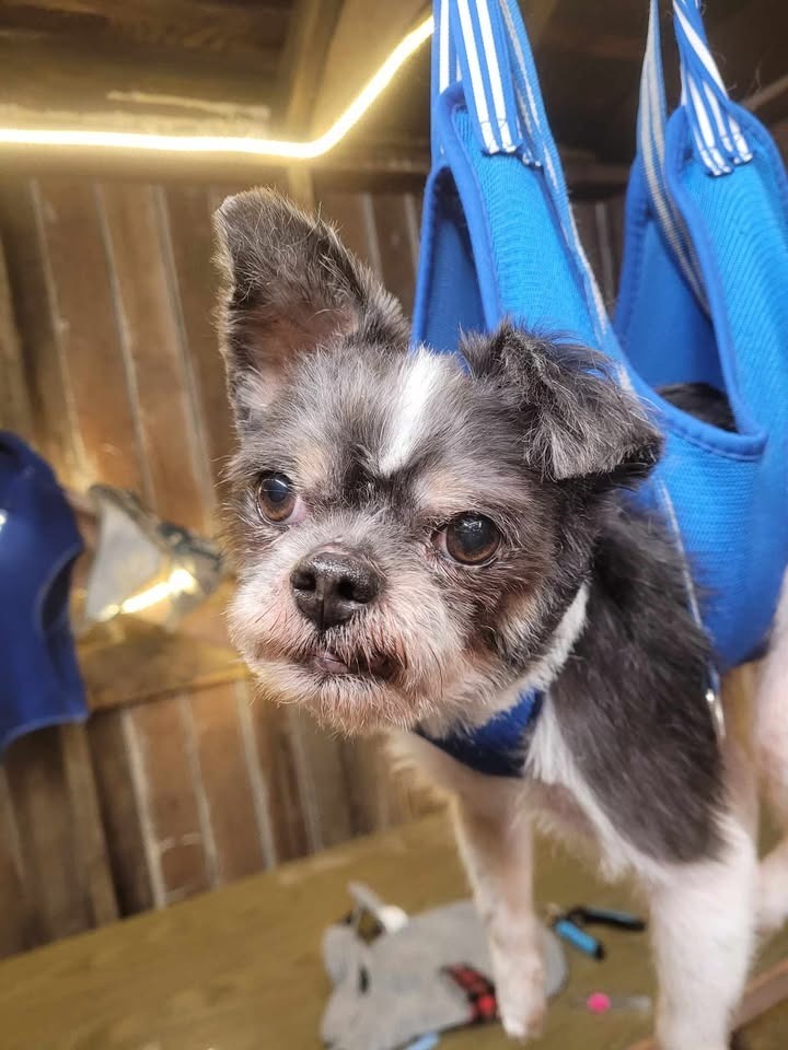 Scruffy - Call for Appt, an adoptable Affenpinscher in Pierceton, IN, 46562 | Photo Image 3