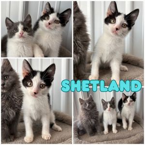Shetland, Baby Male unknown