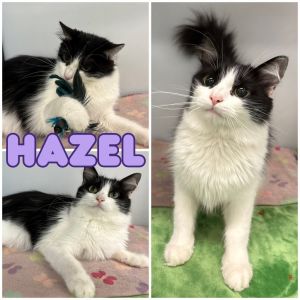 Hazel, Young Female unknown