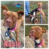 Rosie photo 1
