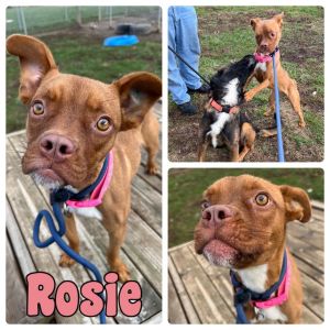 Rosie, Young Female unknown