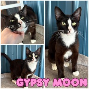 Gypsy Moon, Adult Female unknown