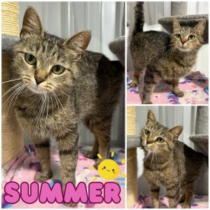 Summer, Adult Female unknown