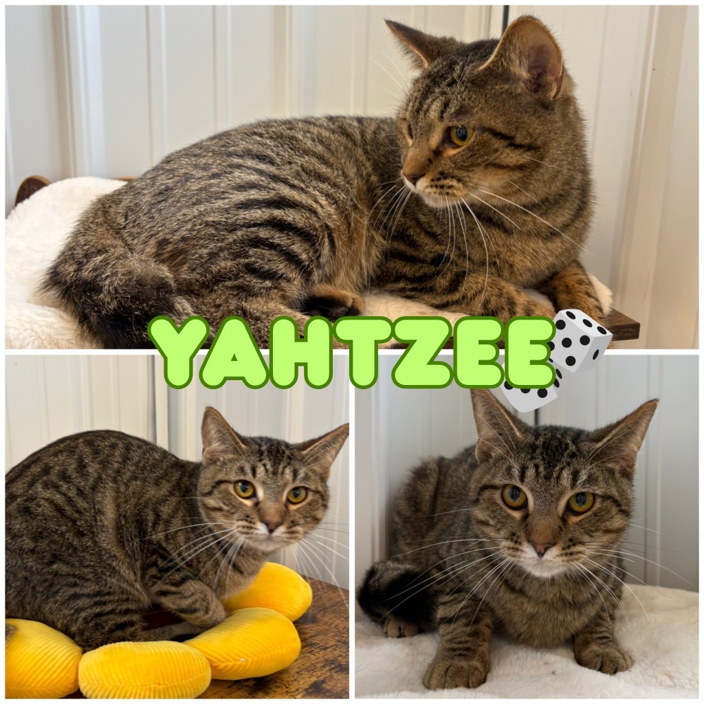 Yahtzee