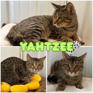 Yahtzee, Adult Male unknown