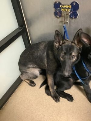 Chiquita