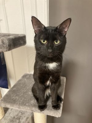 My foster writes Brett is the sweetest little munchkin While shy at first his personality will sh