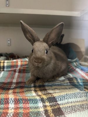 Juno, Young Female unknown