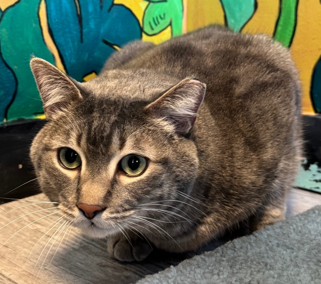 Frostbite, an adoptable Domestic Medium Hair in Winnipeg, MB, R3H 0M1 | Photo Image 1