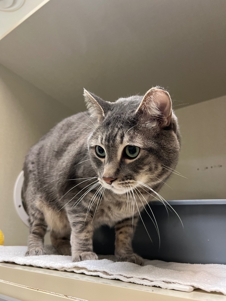 Frostbite, an adoptable Domestic Medium Hair in Winnipeg, MB, R3H 0M1 | Photo Image 2