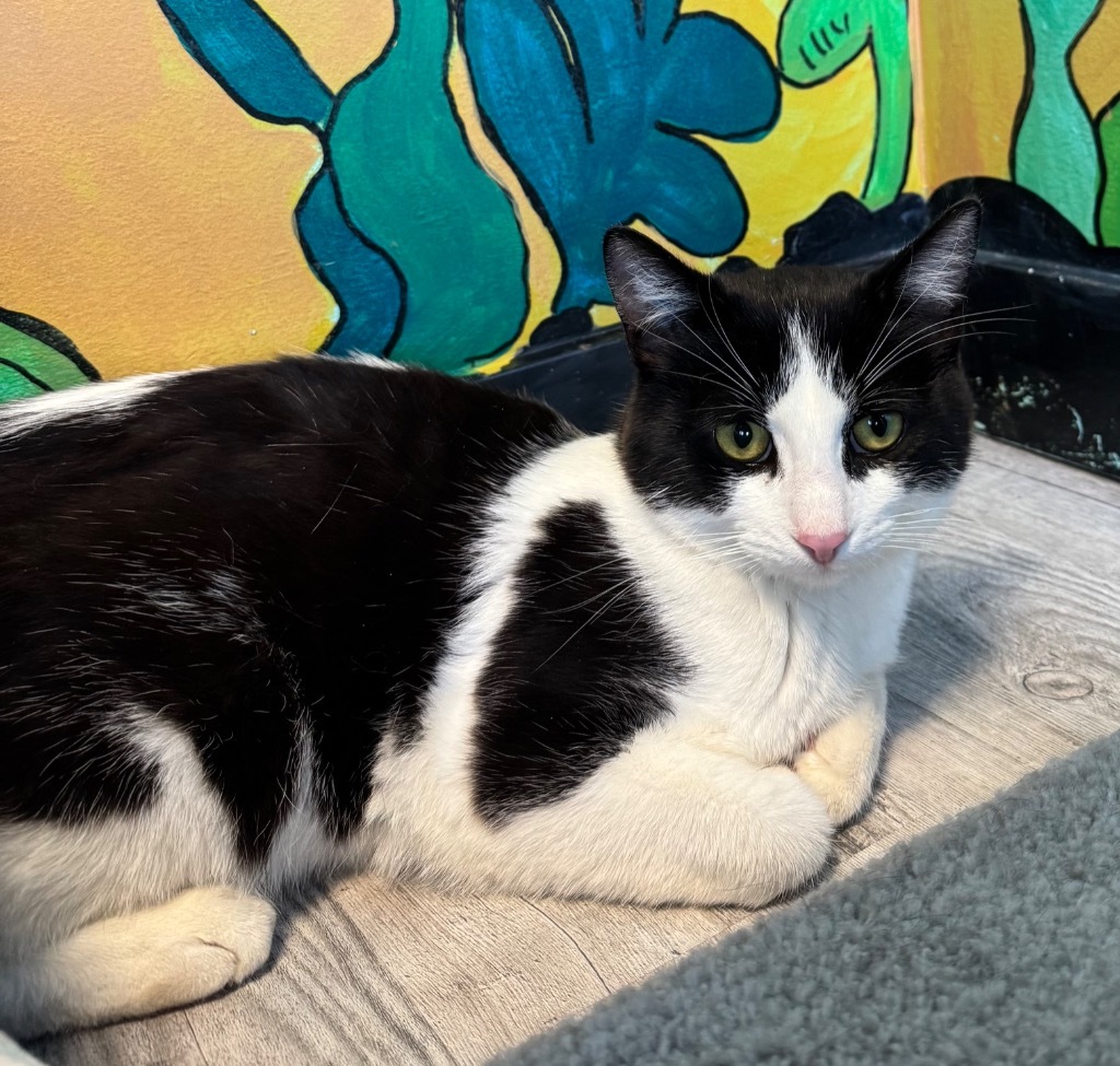 Milky Way, an adoptable Domestic Short Hair in Winnipeg, MB, R3H 0M1 | Photo Image 1