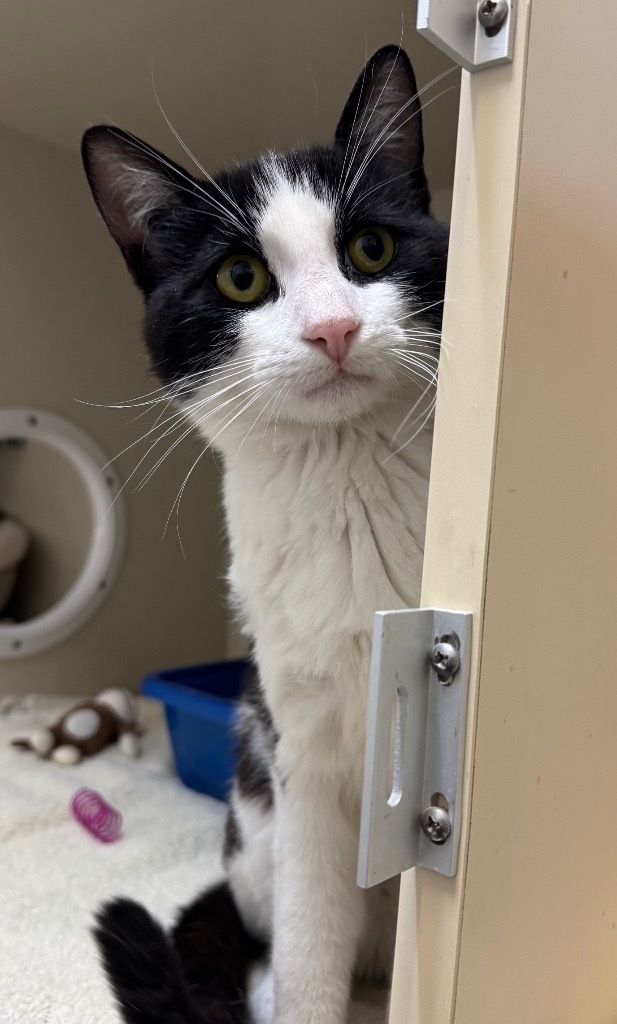 Milky Way, an adoptable Domestic Short Hair in Winnipeg, MB, R3H 0M1 | Photo Image 2