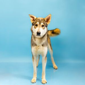 Pen 127 Horton German Shepherd Dog Dog
