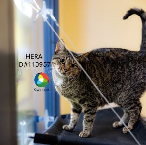 Pen 27/28 Hera Domestic Short Hair Cat
