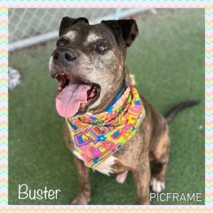 Primary Color Brindle Weight 73lbs Age 13yrs 0mths 2wks Animal has been Neutered