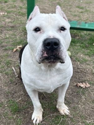 Sarge, Adult Male unknown