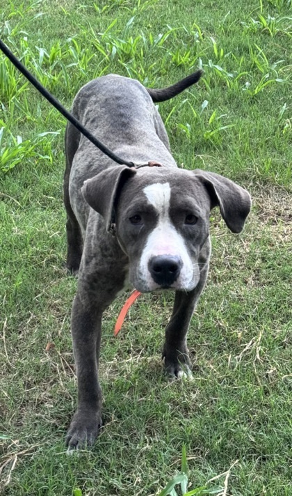 Pet Image