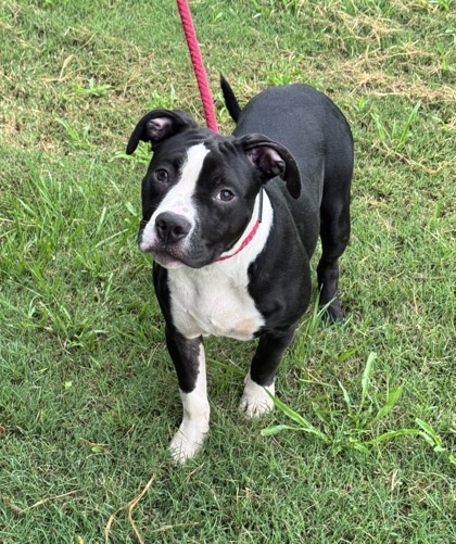 Pet Image