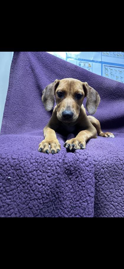 Pet Image