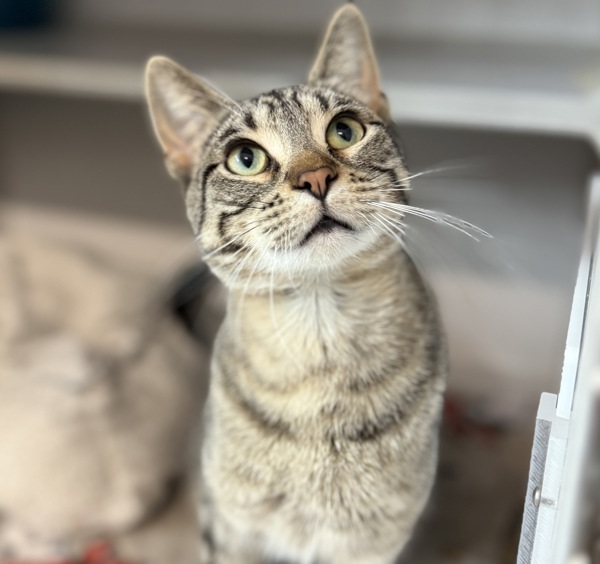 Jack