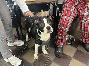 Domino Mixed Breed Dog