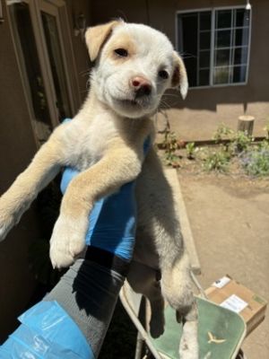 Photo of Buttercup