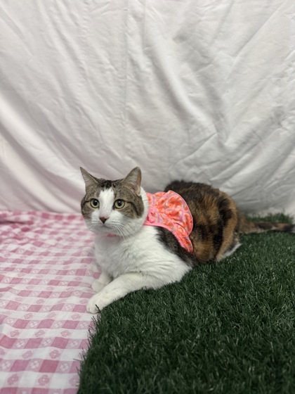 Miss Kitty, an adoptable Domestic Short Hair in Moses Lake, WA, 98837 | Photo Image 1
