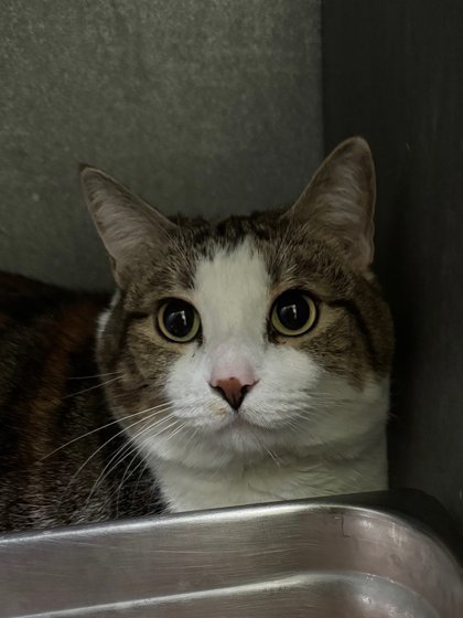 Miss Kitty, an adoptable Domestic Short Hair in Moses Lake, WA, 98837 | Photo Image 2