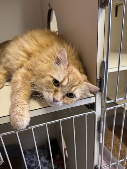 Chilly Willy, an adoptable Domestic Long Hair, Domestic Short Hair in Moses Lake, WA, 98837 | Photo Image 2