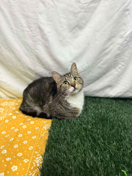 Direct Deposit, an adoptable Domestic Short Hair in Moses Lake, WA, 98837 | Photo Image 1