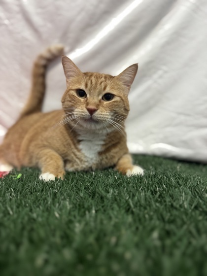 Cheeto, an adoptable Domestic Short Hair in Moses Lake, WA, 98837 | Photo Image 1