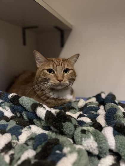 Mittens, an adoptable Domestic Short Hair in Moses Lake, WA, 98837 | Photo Image 1