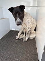 Thistle, an adoptable Australian Cattle Dog / Blue Heeler in Las Vegas, NM, 87701 | Photo Image 1