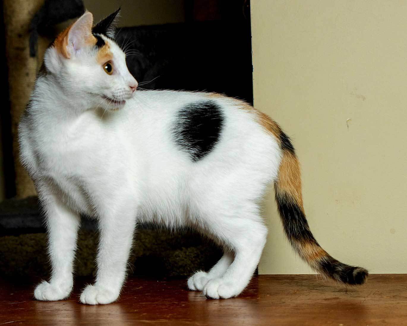 KITTEN BELLE