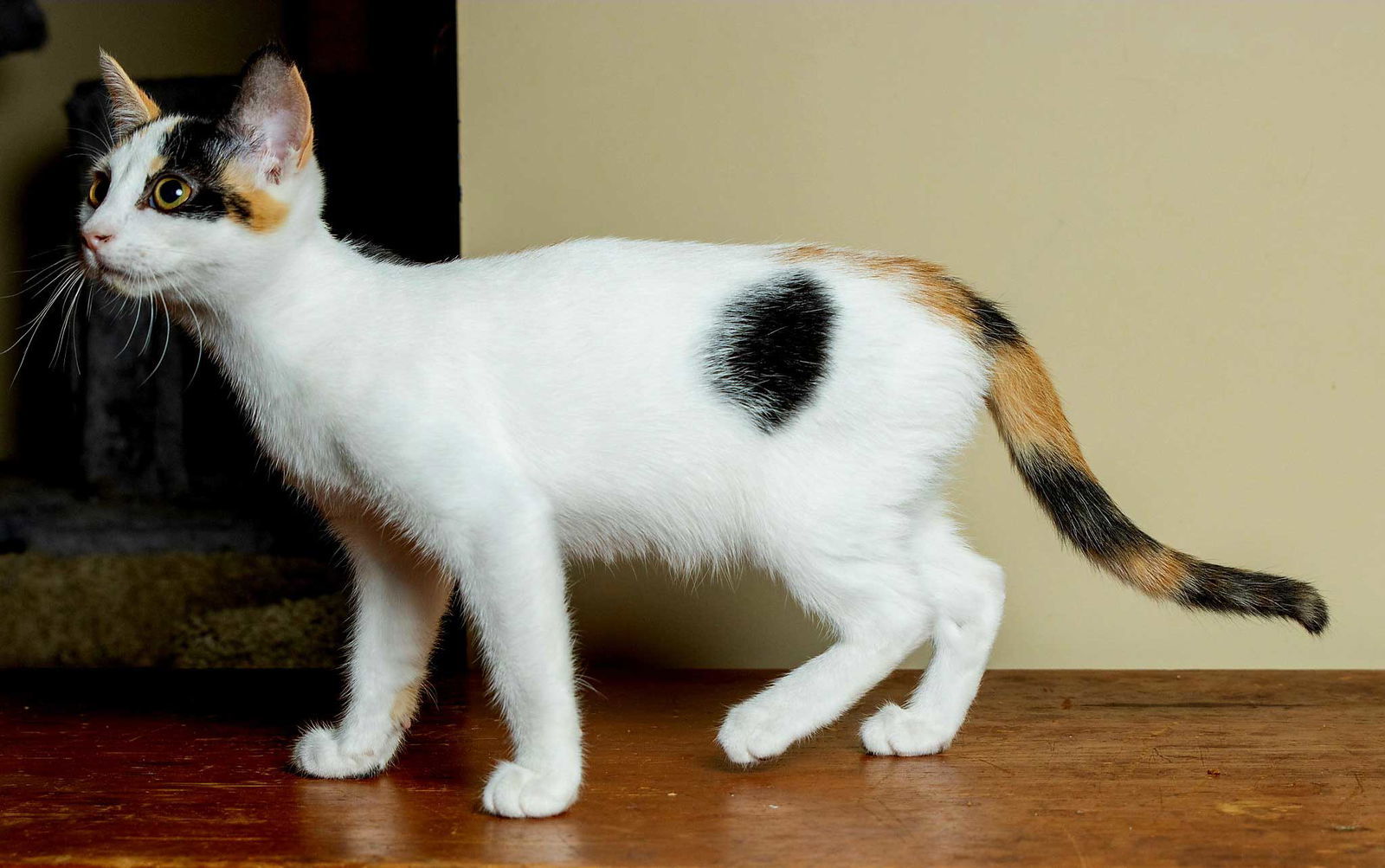 KITTEN BELLE
