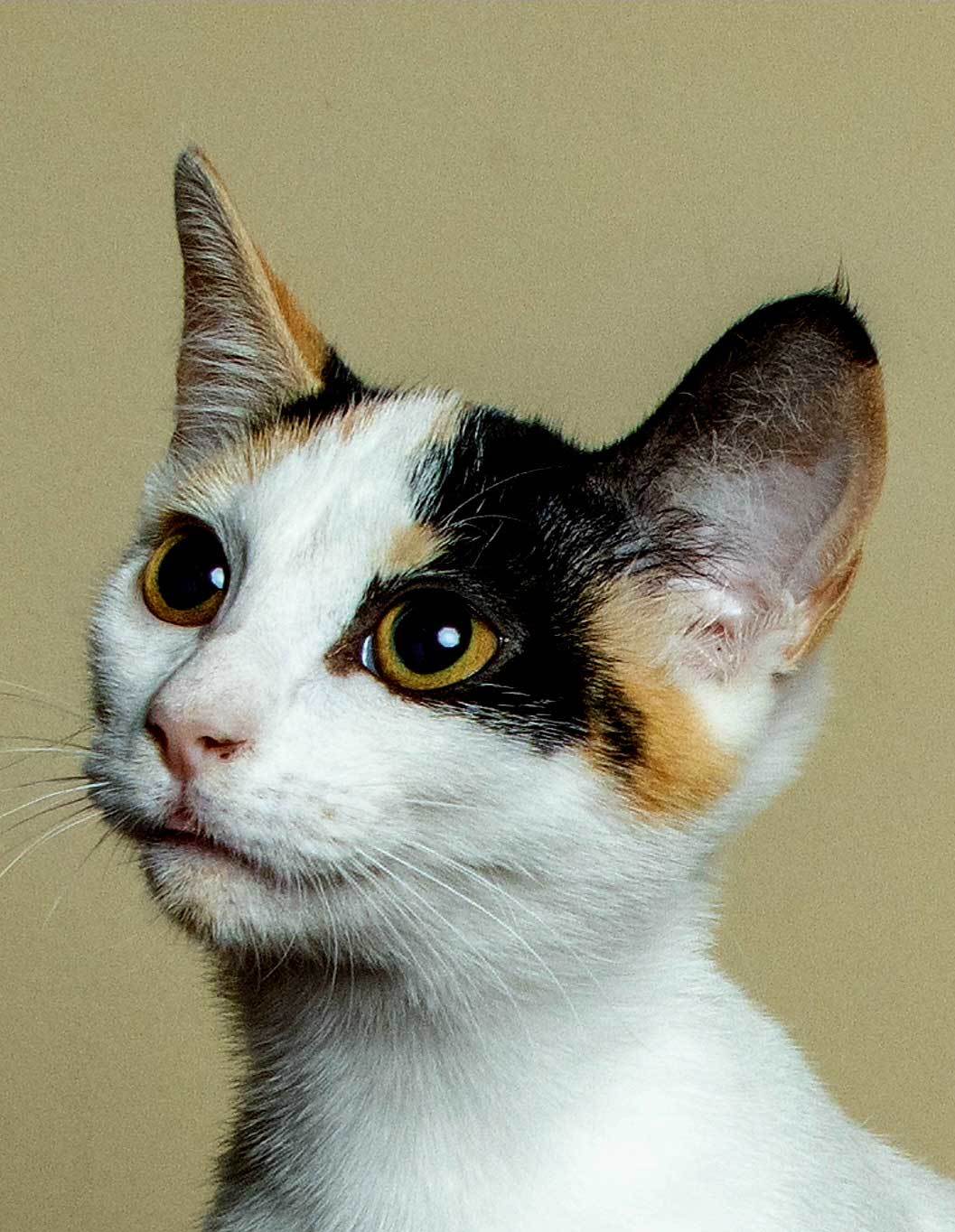 KITTEN BELLE