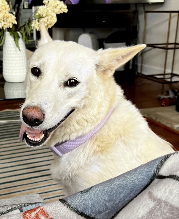 Cherokee White Gsd thumbnail 2
