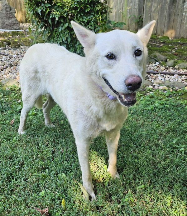Cherokee White Gsd thumbnail 3