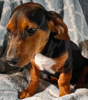 Clyde Dachshund Dog