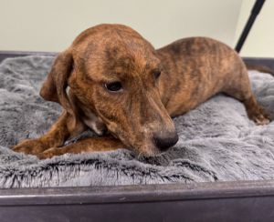 Snooks Dachshund Dog
