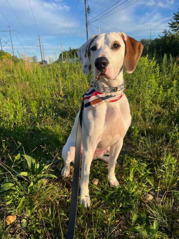 Krypto