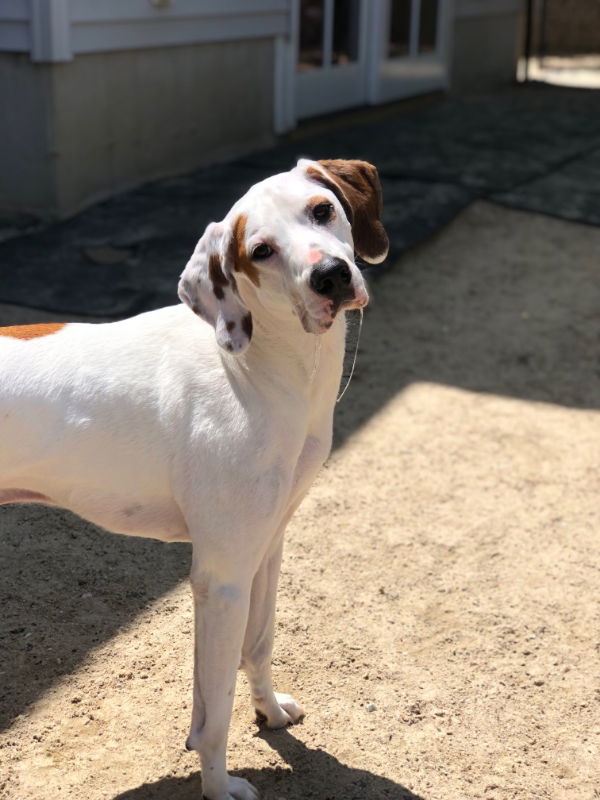 Krypto